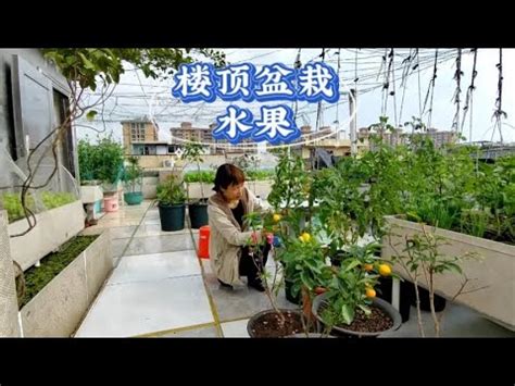 頂樓適合種什麼|自種自吃~頂樓種植推薦6款